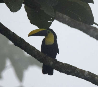 Image of Choco Toucan