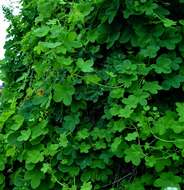 Image of Tropaeolum ciliatum Ruiz & Pav.