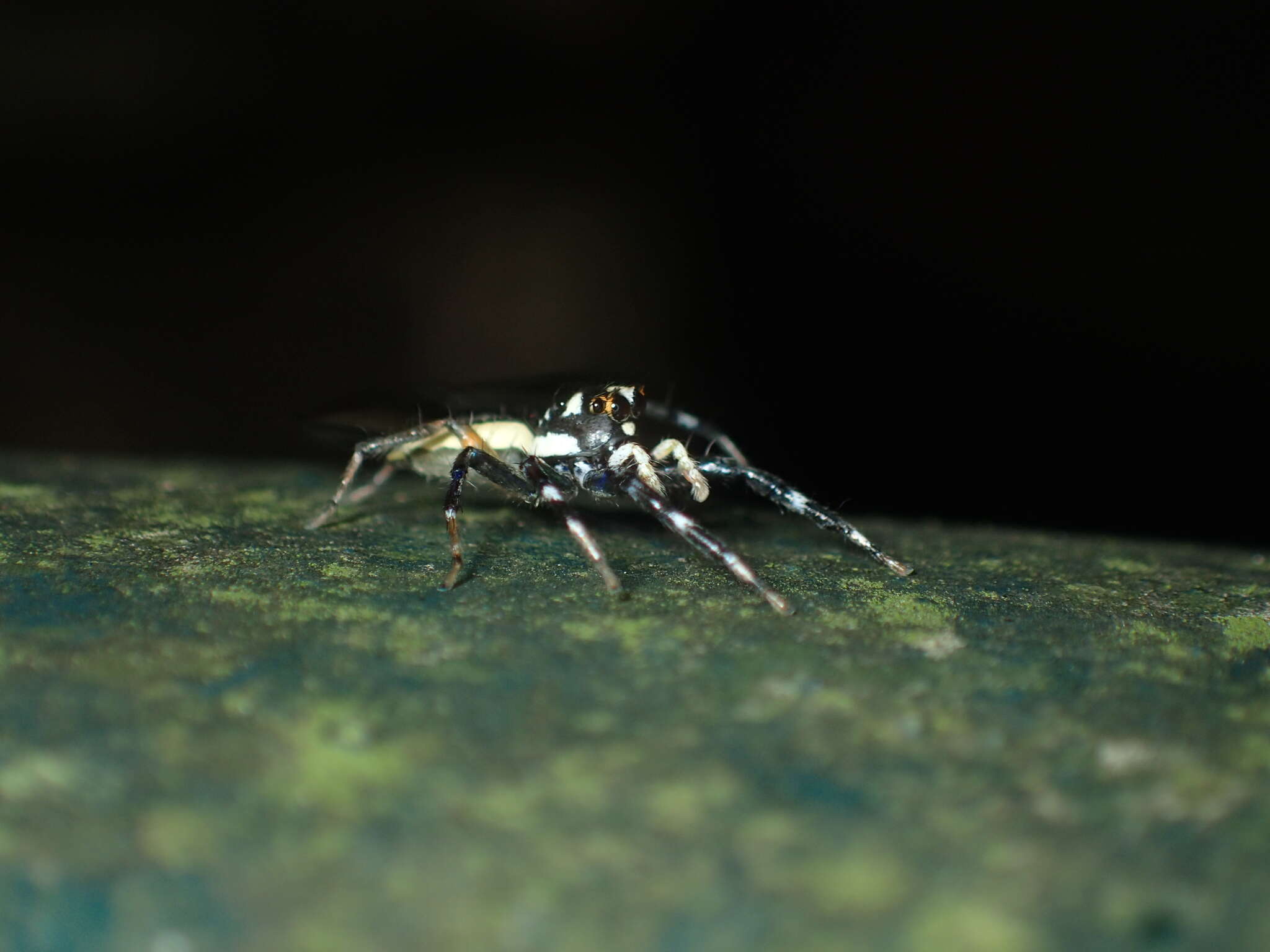 Image of Jumping spider