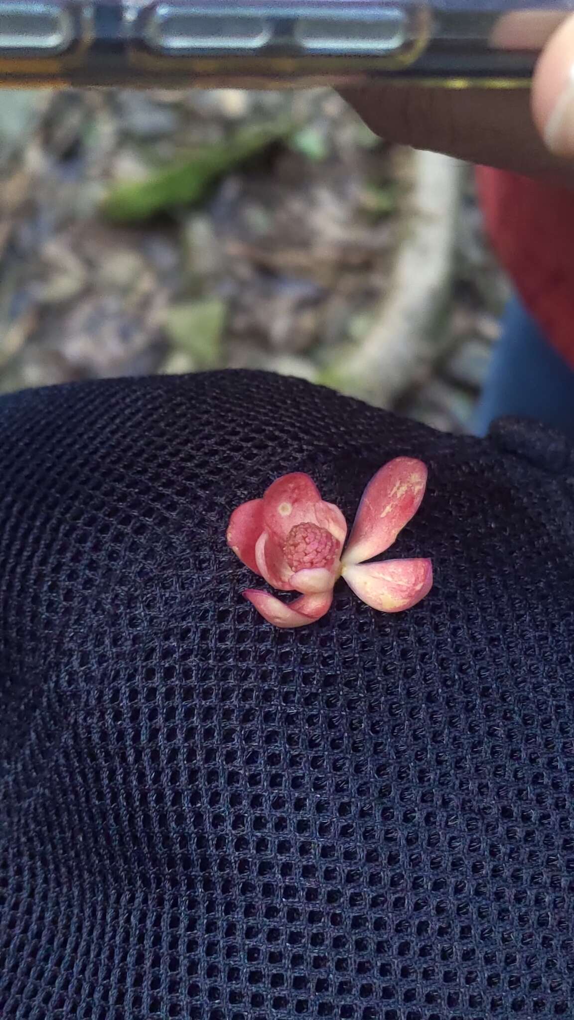 Image de Schisandra arisanensis Hayata