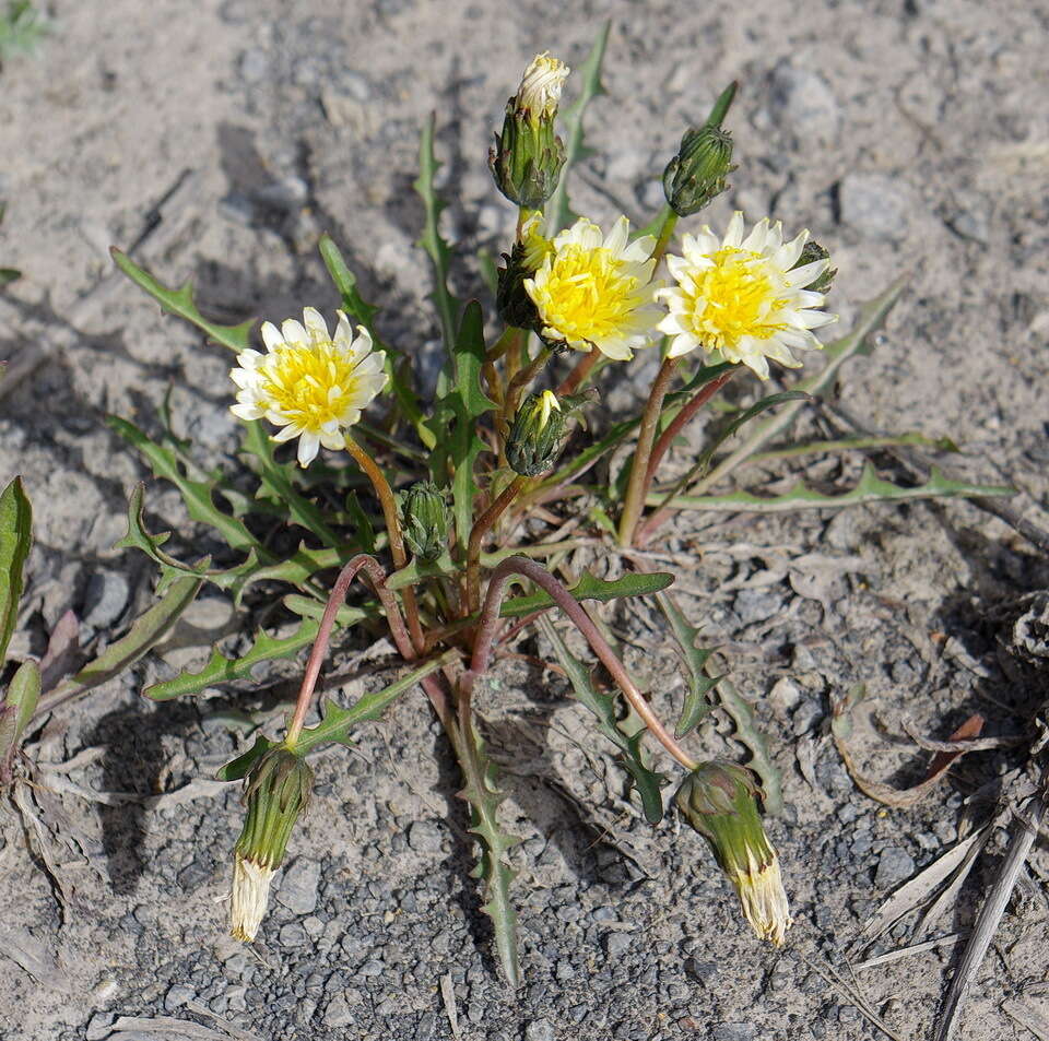 Image of Taraxacum hyparcticum Dahlst.