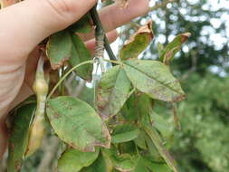 Image of Laburnum Fabr.