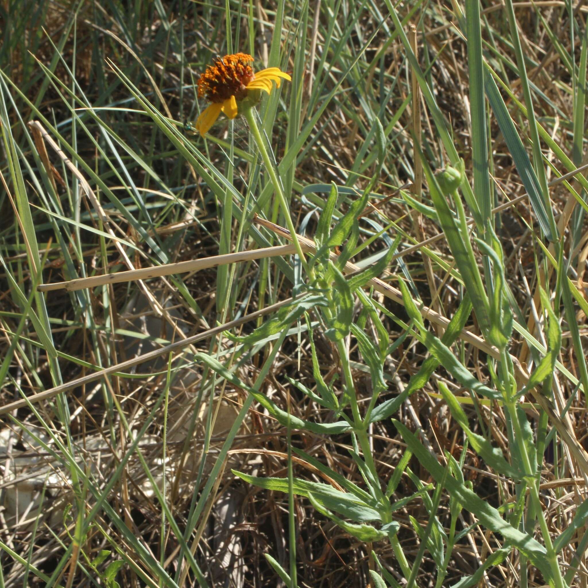 Image of Texas blueweed