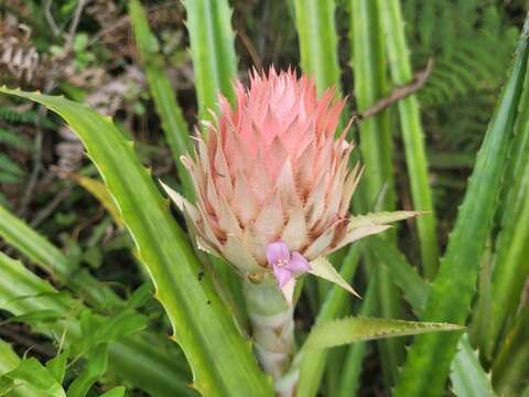 Imagem de Ananas macrodontes É. Morren