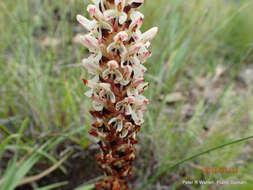 Image de Disa fragrans subsp. fragrans