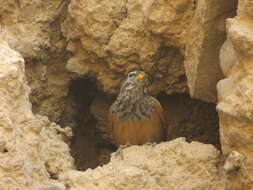 Imagem de Emberiza sahari Levaillant & J 1850