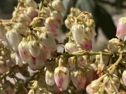 Image of Pieris formosa (Wall.) D. Don