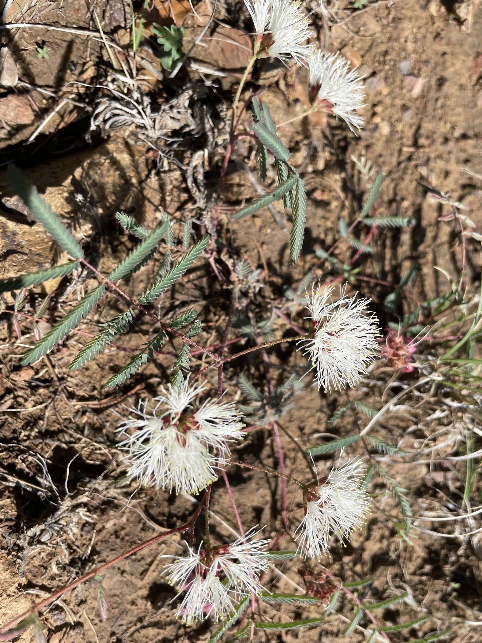 Image de Calliandra humilis var. humilis