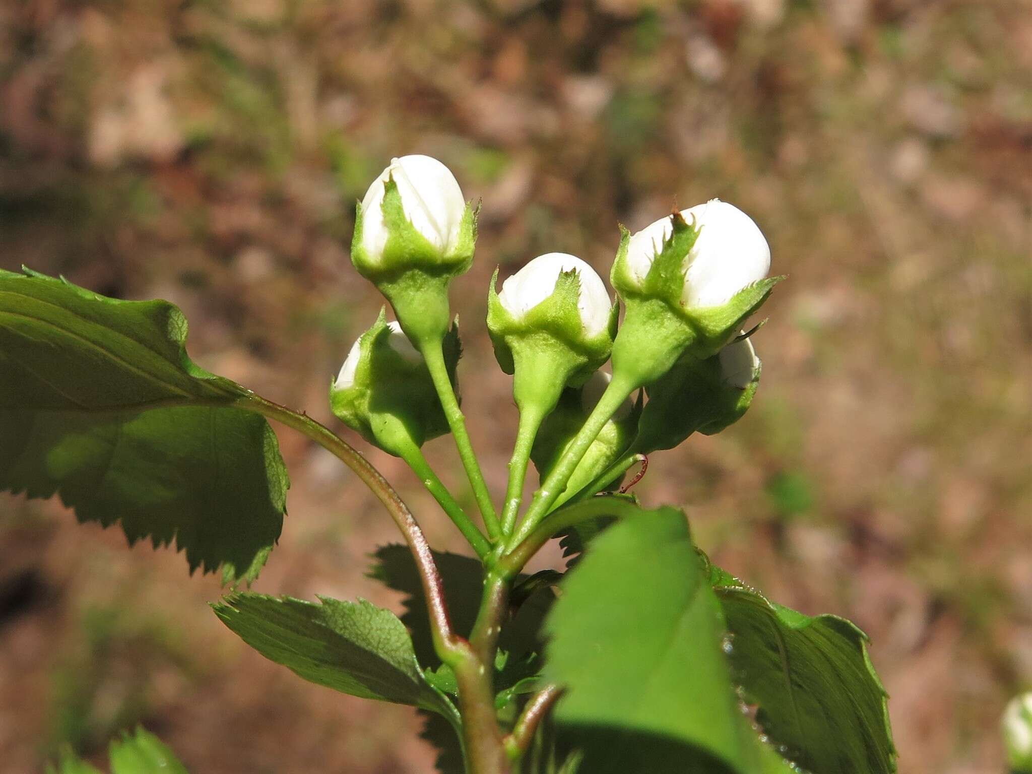 Image of Copenhagen hawthorn