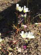 Image of white meadowfoam