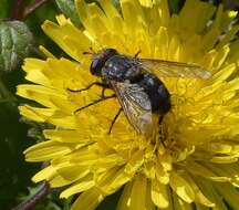 Image of marmoratus species group