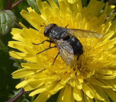 صورة Archytas marmoratus (Townsend 1915)