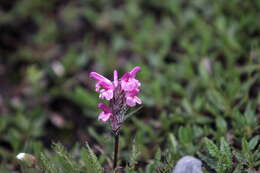 Image of Pedicularis rosea subsp. allionii (Rchb. fil.) E. Mayer