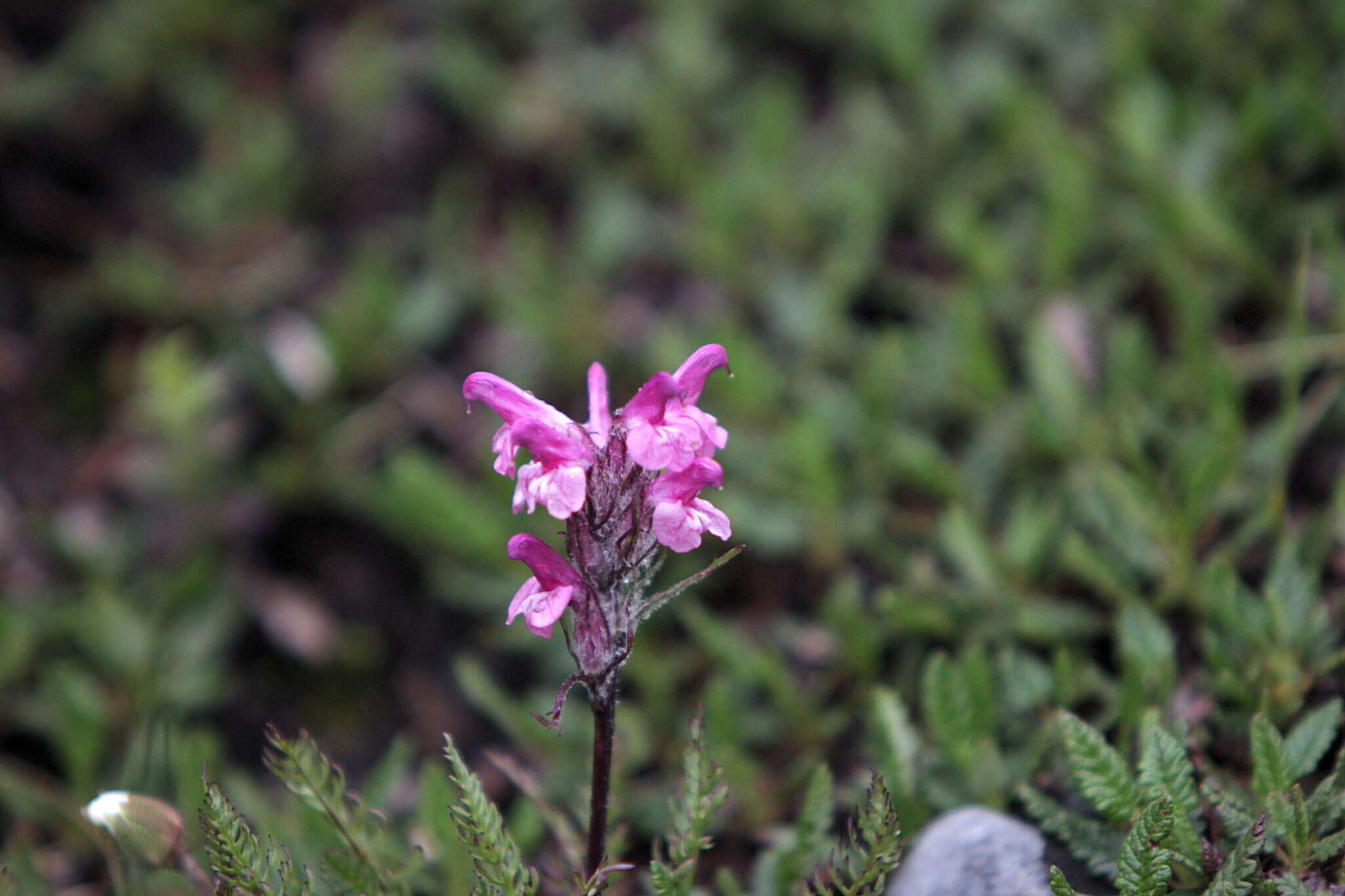 Image of Pedicularis rosea subsp. allionii (Rchb. fil.) E. Mayer