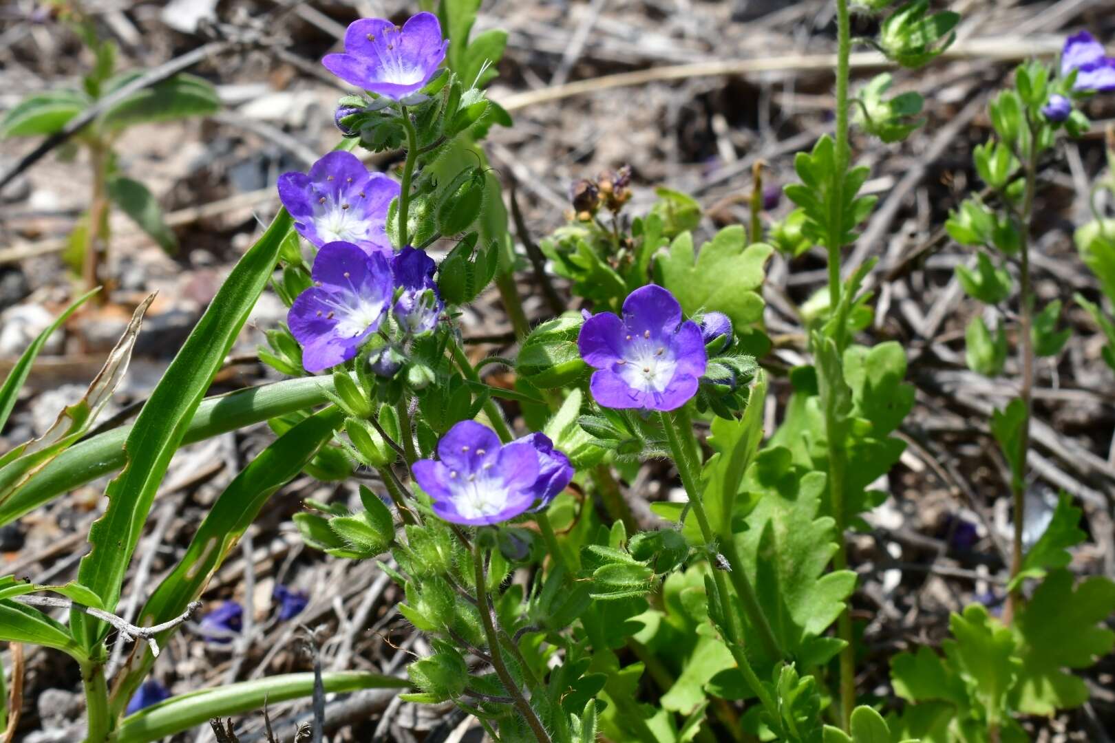 Phacelia austrotexana (J. A. Moyer) B. L. Turner的圖片