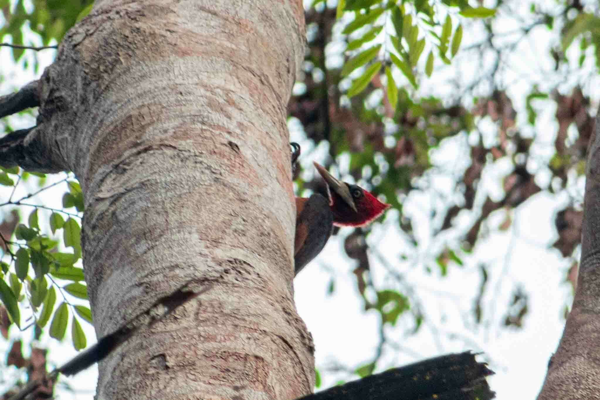 Image of Red-necked Woodpecker