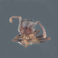 Image of Crematogaster coarctata Mayr 1870