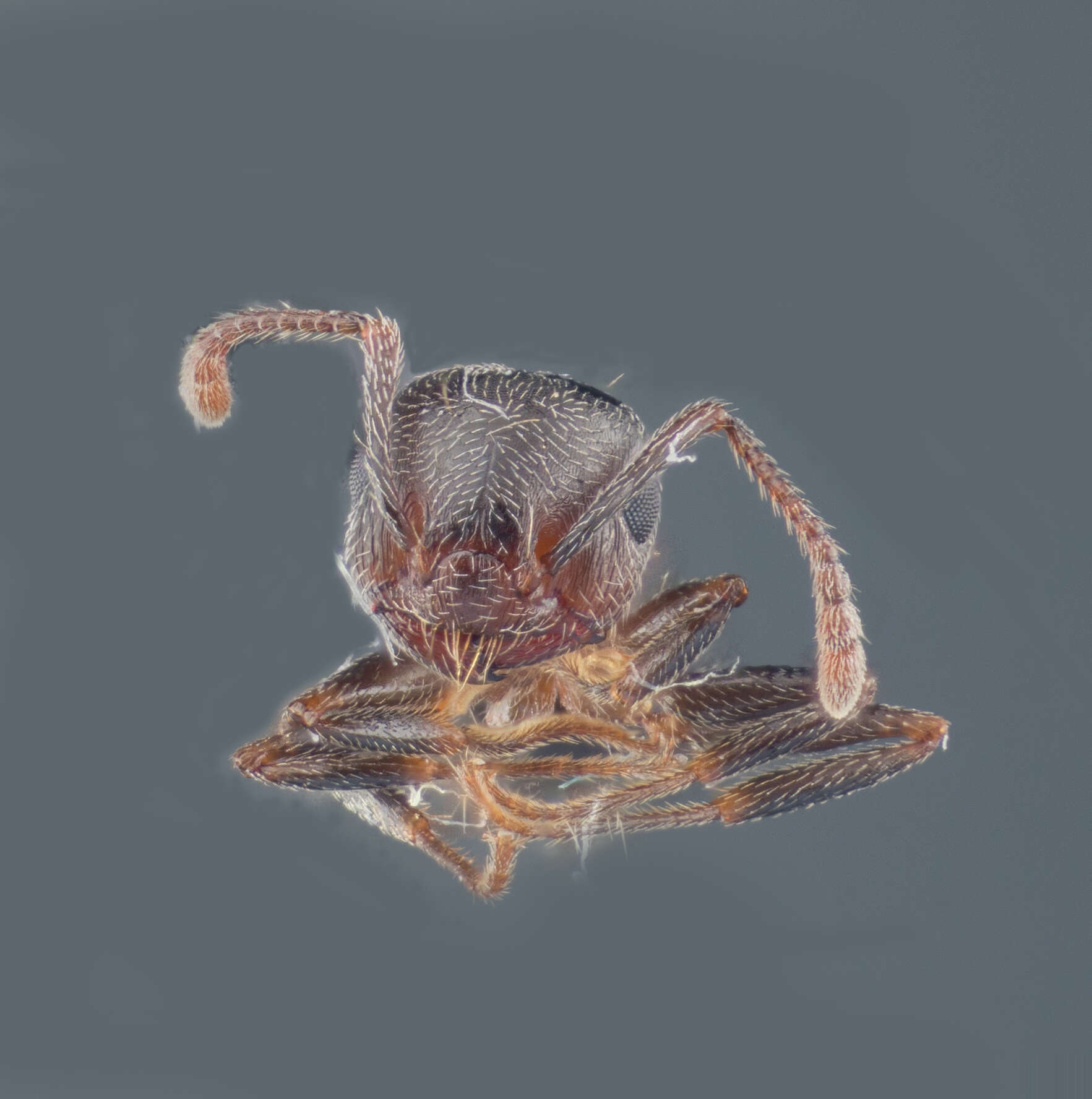 Image of Crematogaster coarctata Mayr 1870