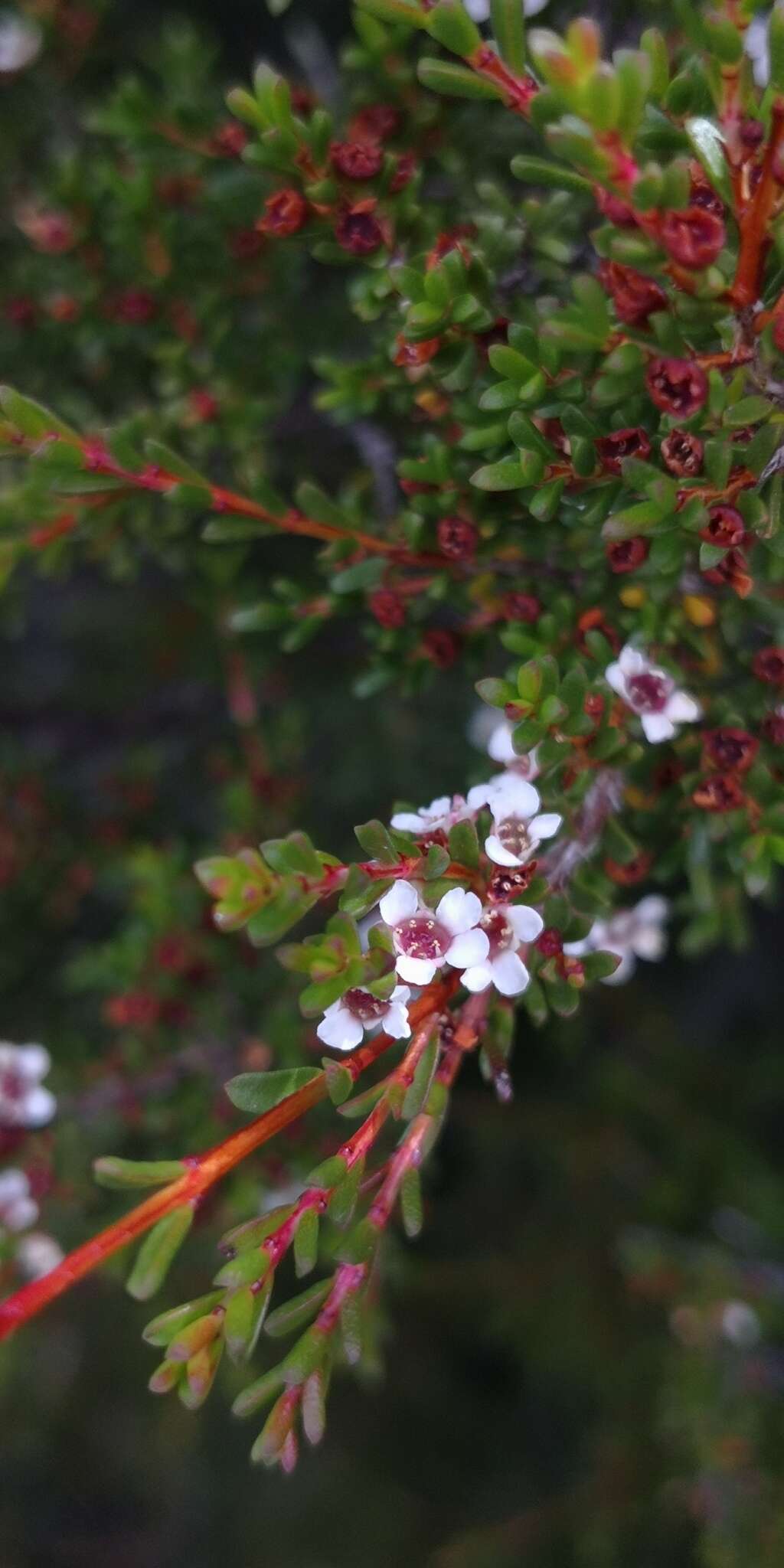 Sivun Leptospermum rupestre Hook. fil. kuva