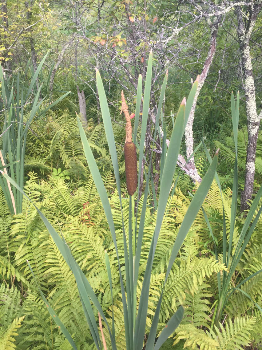 Image of broadleaf cattail