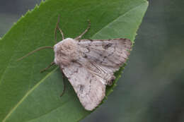 Image of light feathered rustic