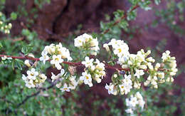 صورة Antherothamnus pearsonii N. E. Brown