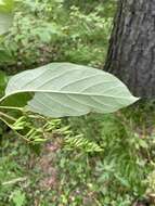 Image of Syringa henryi C. K. Schneid.