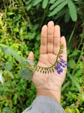 Image of Rhynchoglossum obliquum Blume