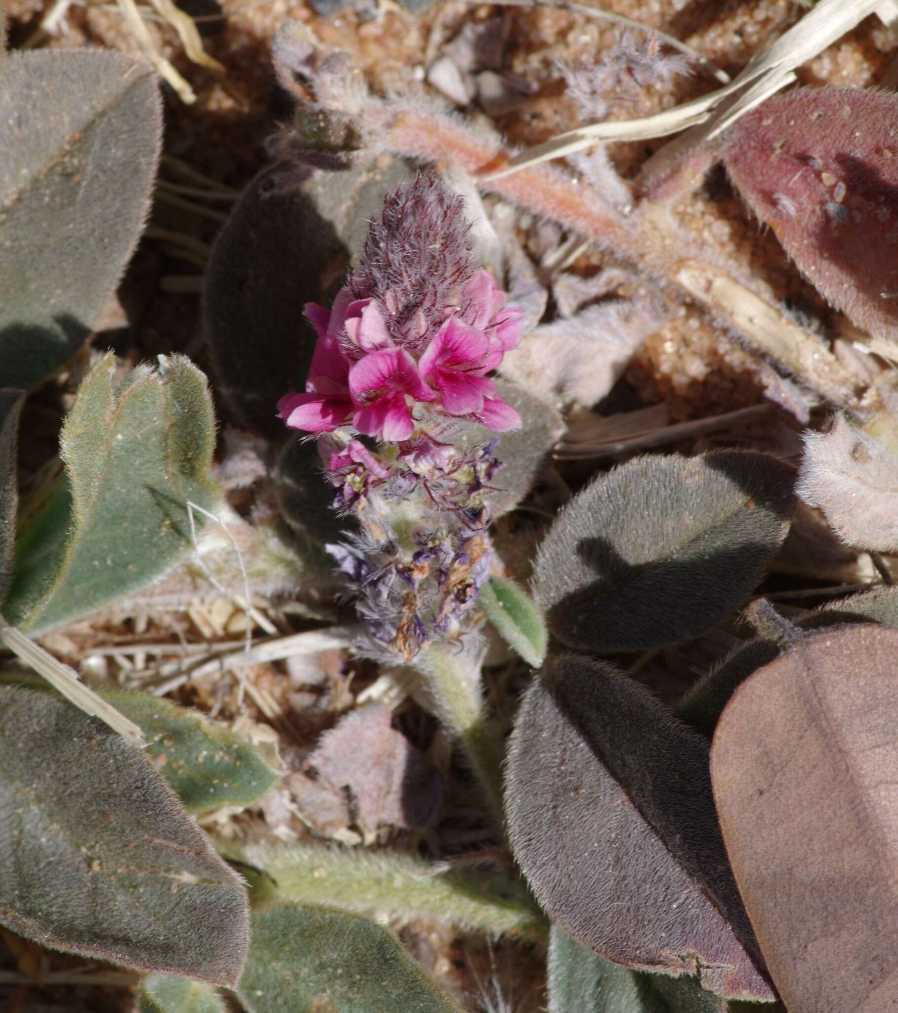 Image of Indigofera flavicans Baker