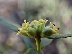 Image of Pimelea microcephala subsp. microcephala