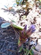 Image de Gentiana spathacea Kunth