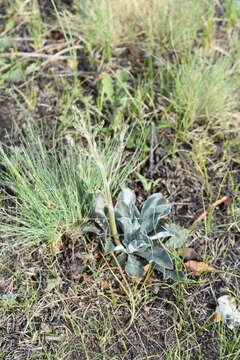 Image of Goniolimon speciosum (L.) Boiss.