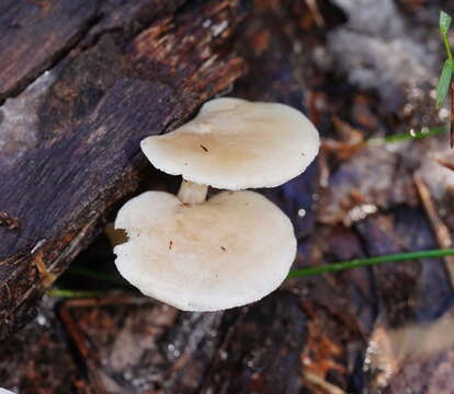 Слика од Clitocybe semiocculta Cleland 1927