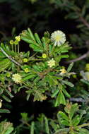 Imagem de Acacia aspera subsp. parviceps N. G. Walsh