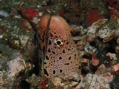 Image of Banded mud moray