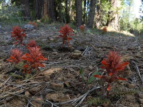 Imagem de Pedicularis aurantiaca (E. F. Sprague) Monfils & Prather