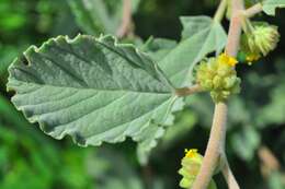 Imagem de Waltheria rotundifolia Schrank