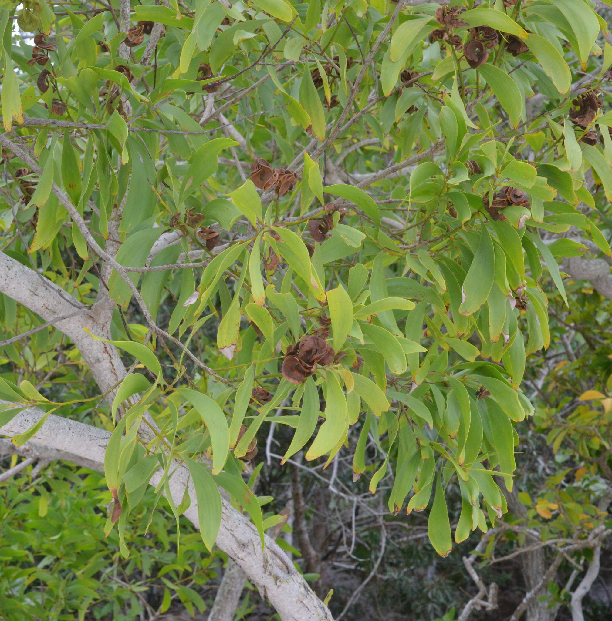 Image of Acacia spirorbis Labill.