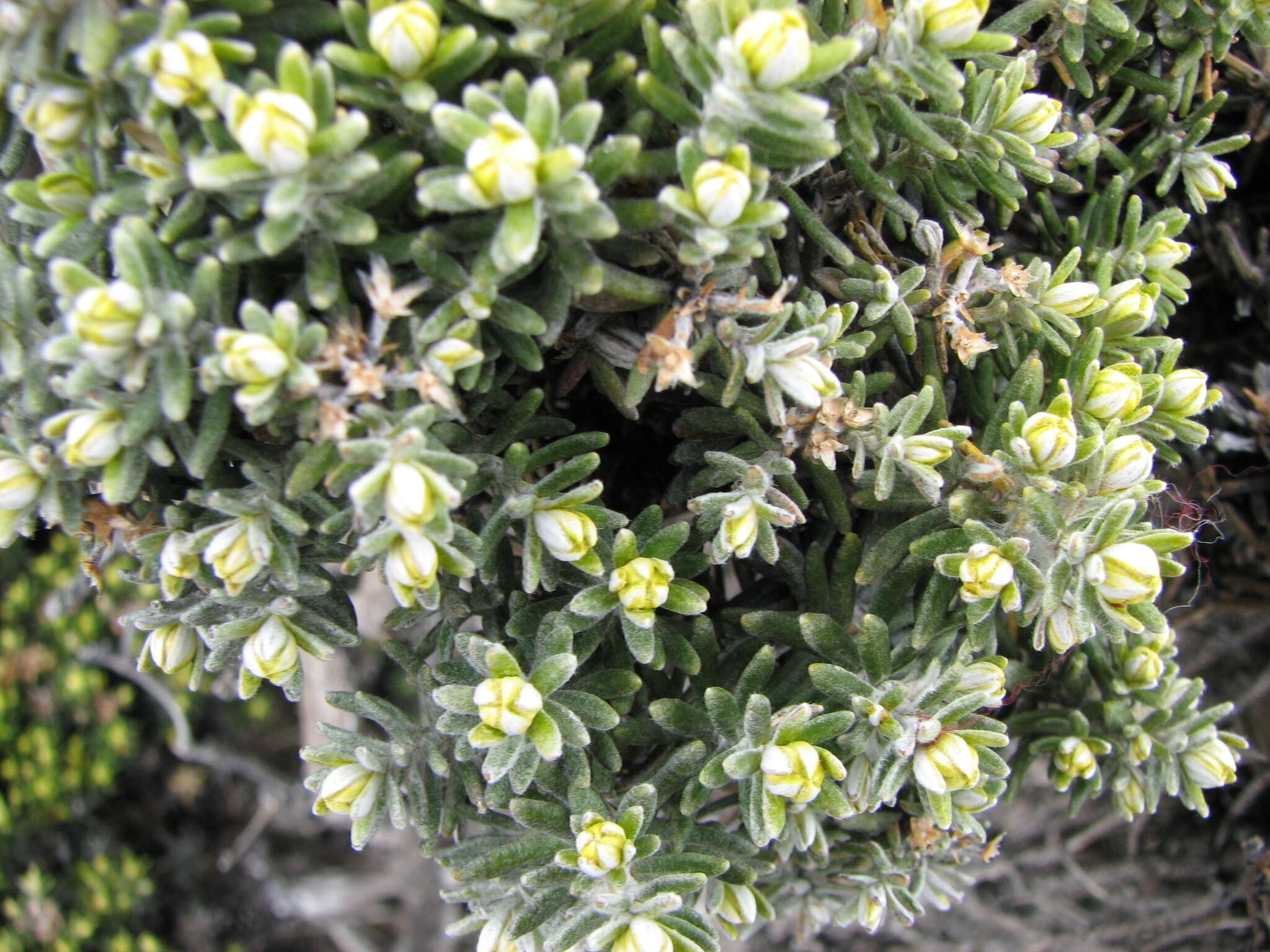 Ozothamnus ledifolius (A. Cunn. ex DC.) Hook. fil. resmi