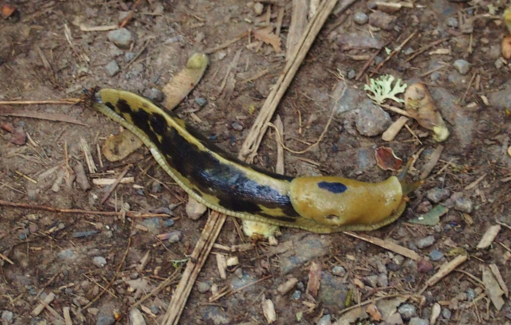 Image of Ariolimacidae Pilsbry & Vanatta 1898