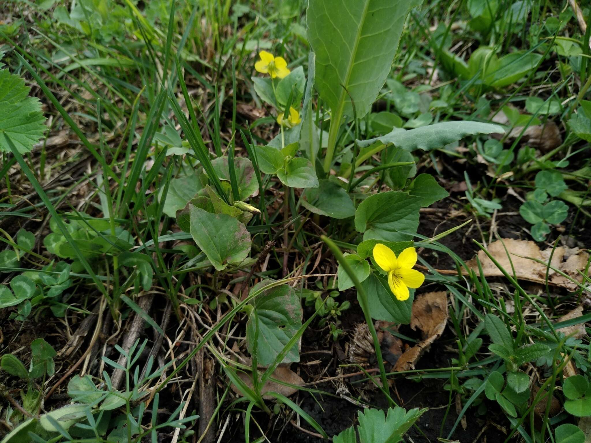 Image de Viola acutifolia (Kar. & Kir.) W. Beck.