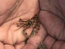 Image of sargassum crab