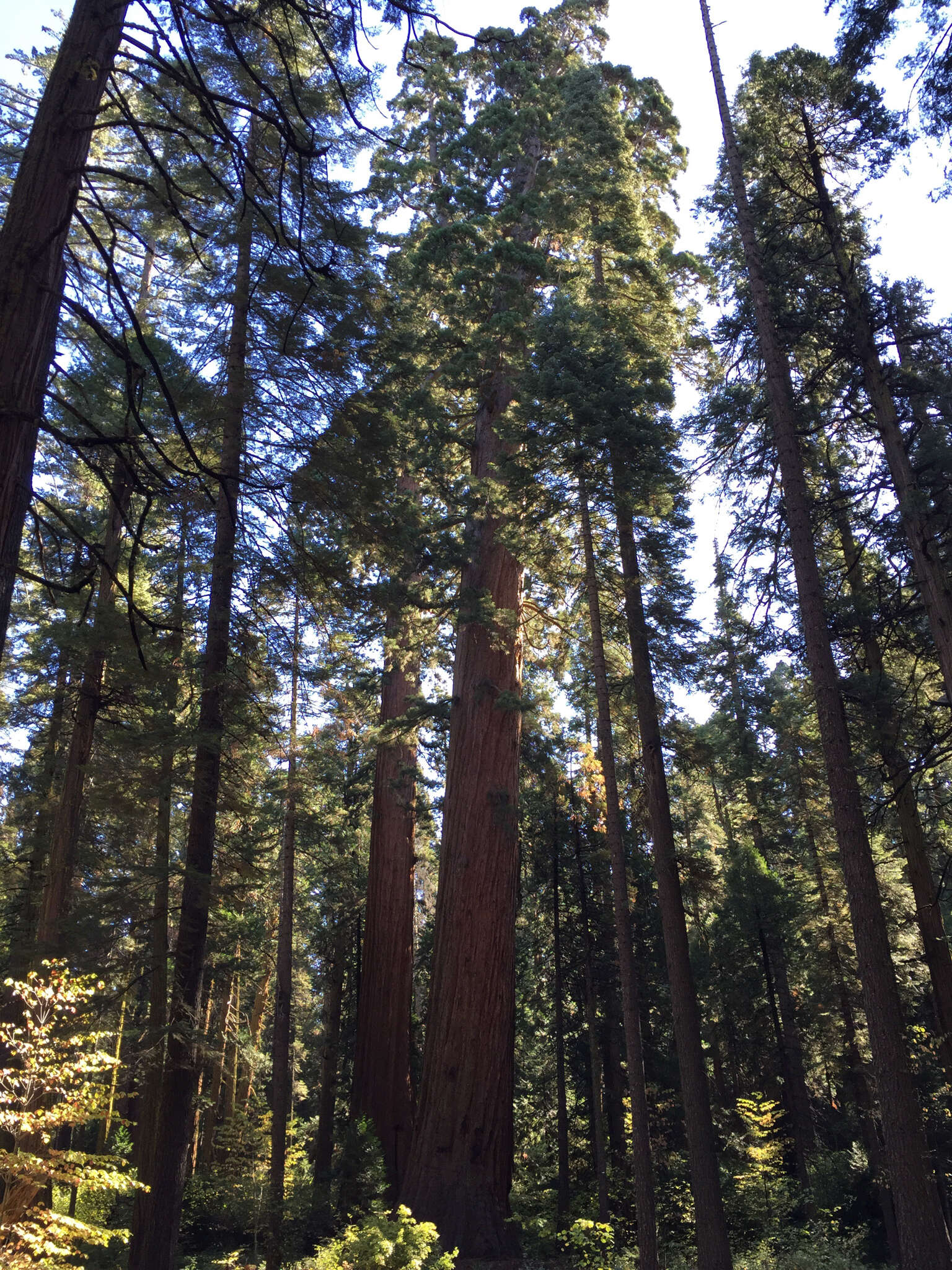 Image of giant sequoia