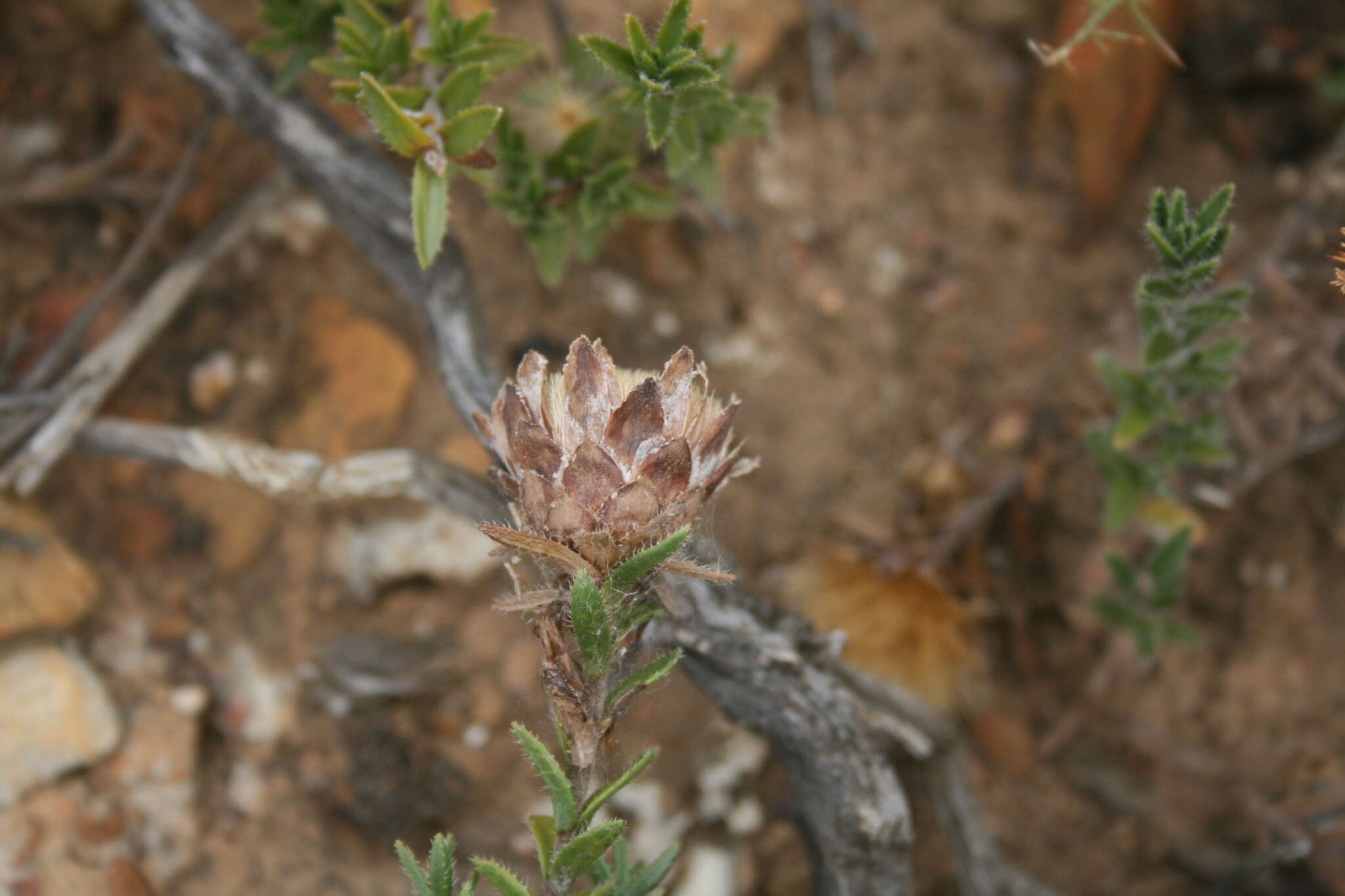 Sivun Pteronia elongata Thunb. kuva