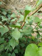 Image of Large-fruited Elm