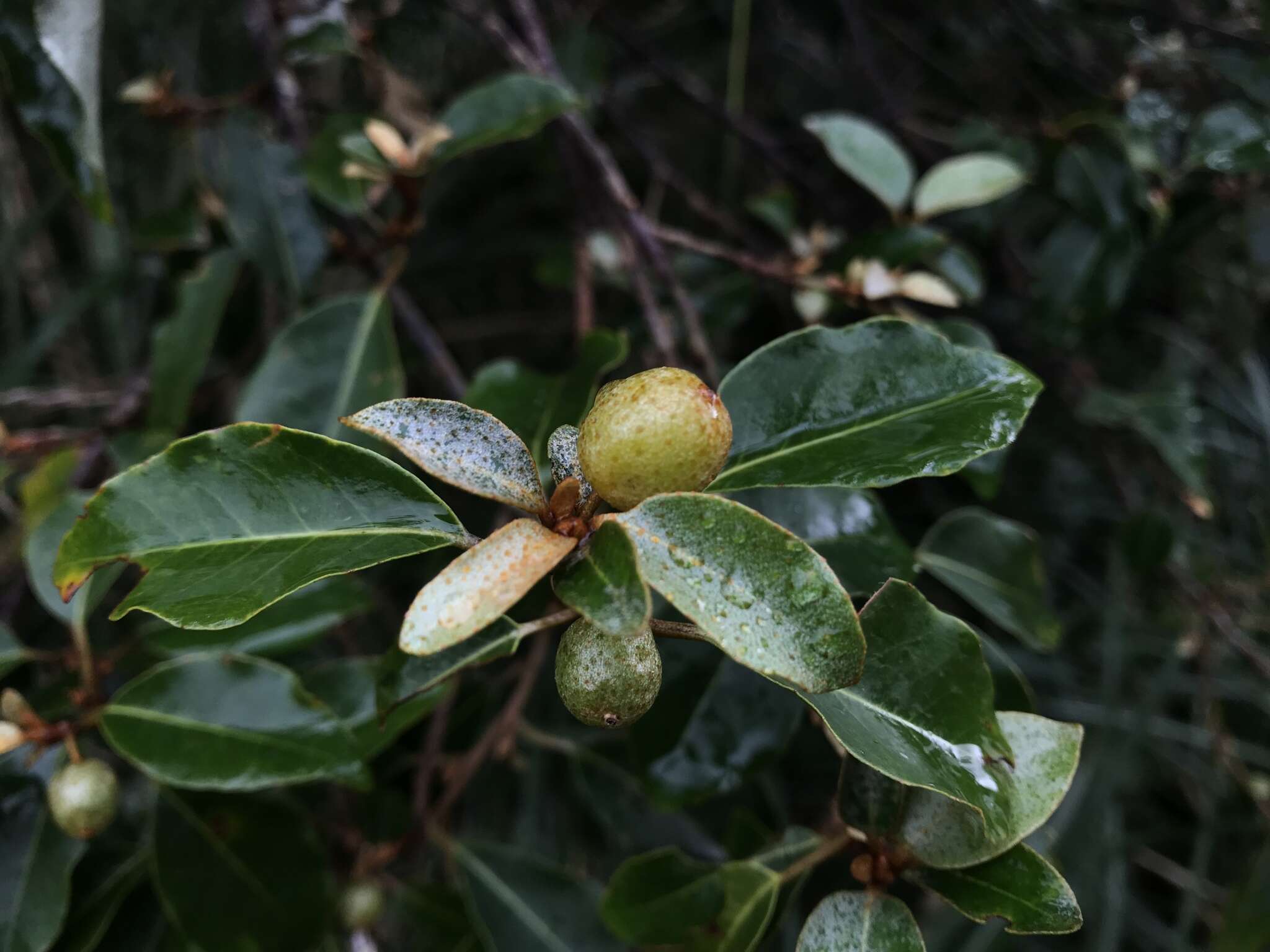 Image of Elaeagnus thunbergii Servettaz