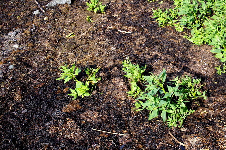 Atriplex nudicaulis Boguslaw的圖片