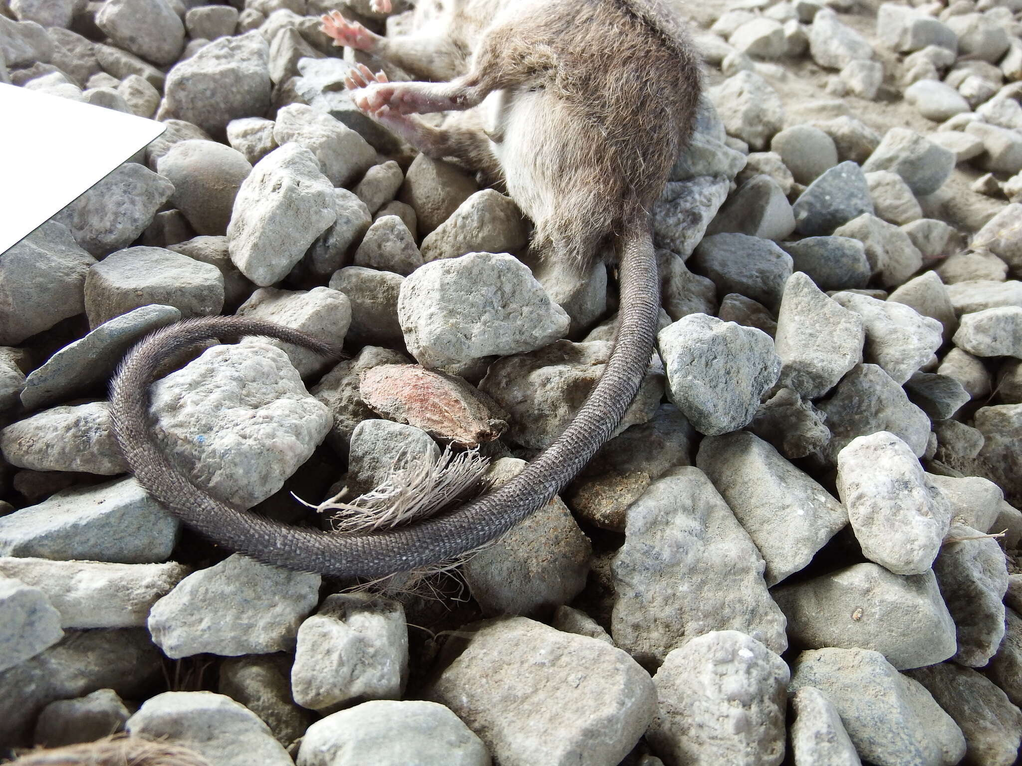 Image of Lesser Rice-field Rat