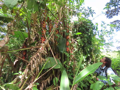 Image of Heliconia pogonantha Cufod.