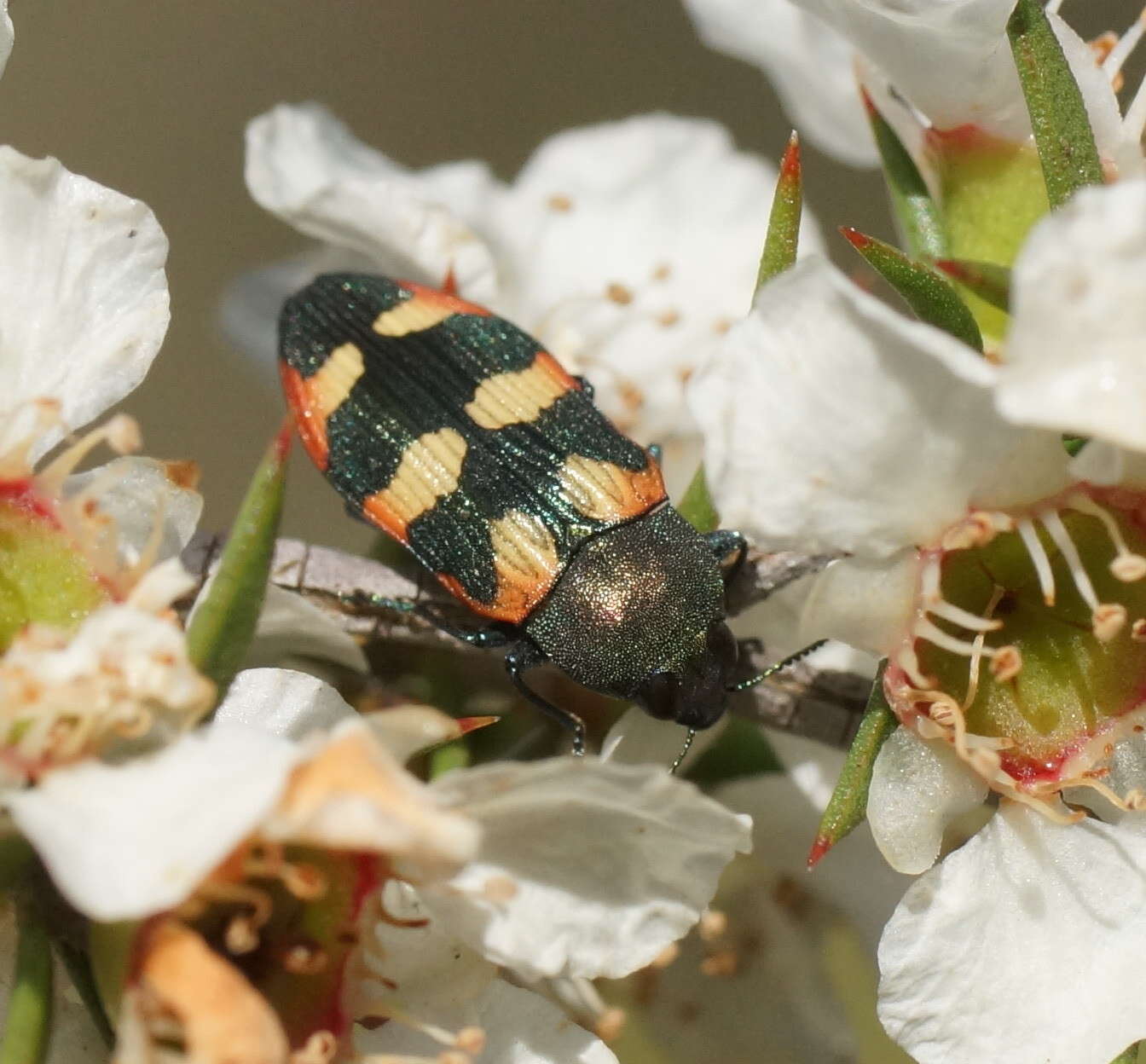 Image of Castiarina sexplagiata (Gory 1841)